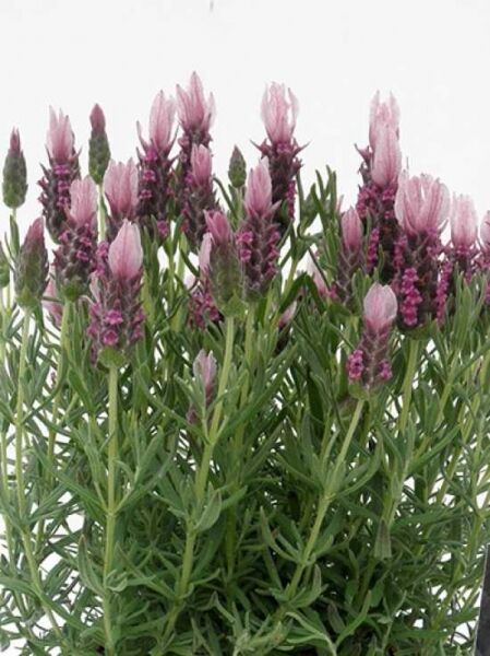 Lavandula stoechas 'Strawberry Ruffles' / Französischer Lavendel / Schmetterlings Lavendel / Spanischer Lavendel