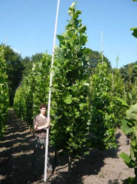 Liriodendron tulipifera 'Fastigiatum' / Säulen-Tulpenbaum 400-450 cm, aufrechter Baum mit grünem Laub im Feldbestand
