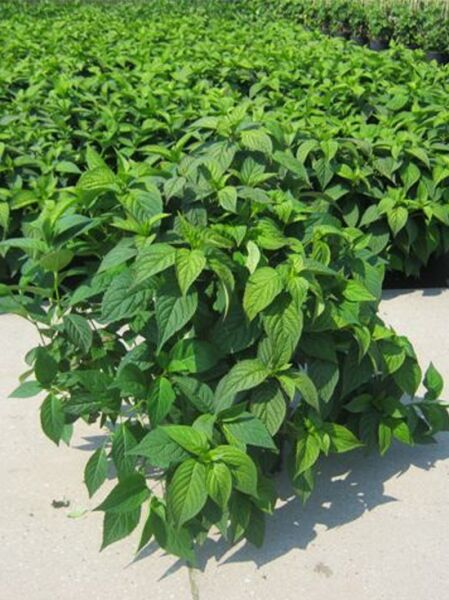 Teller-Hortensie 'Bluebird' / Teller-Hortensie 'Bluebird'