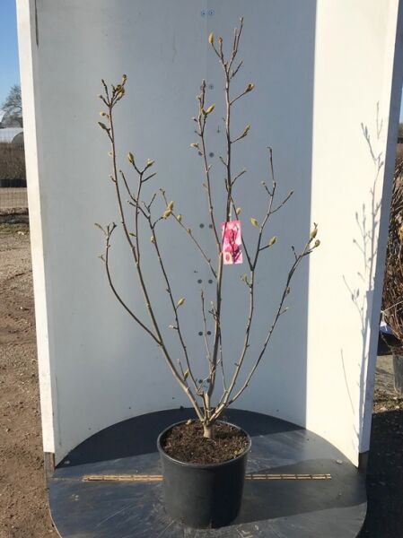 Magnolia 'Genie'® / Magnolie 'Genie', 125–150 cm, C20, mehrtriebiger Strauch im Container mit Knospen