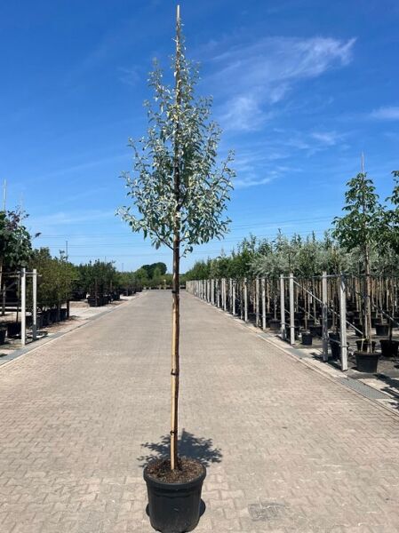 Silber-Ölweide ’Zempin‘ / Elaeagnus cummutata ’Zempin‘