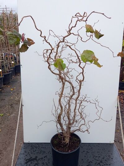 Corylus avellana 'Red Majestic ®' (Blut-Korkenzieher-Hasel), rotblättrige Korkenzieher-Hasel 150-175 cm C20 im Topf mit gedrehten Zweigen