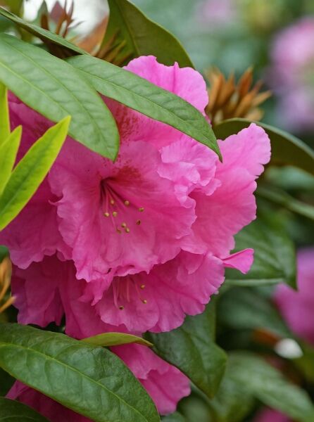 Rhododendron 'Direktör E. Hjelm' / Rhododendron 'Direktör E. Hjelm'