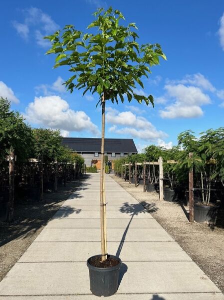 Morus alba 'Fruitless' / Weißer Maulbeerbaum 'Fruitless' Hochstamm im Container mit geradem Stamm und grüner Krone.