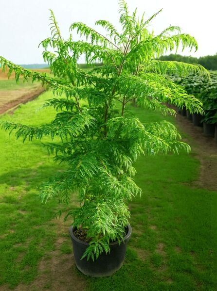 Rhus typhina 'Dissecta' Farnwedel-Sumach, geschlitztblättriger Essigbaum, 125-150 cm, C35 im Topf mit feinem Laub