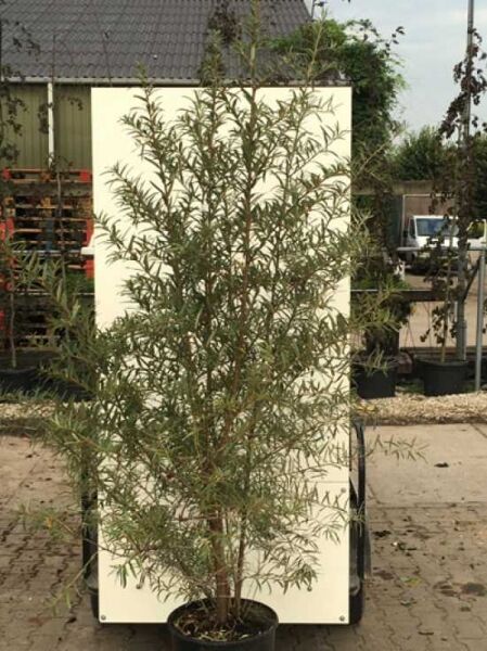 Sanddorn 'Leikora (w) + Pollmix (m)' / Sanddorn 'Leikora (w) + Pollmix (m)'