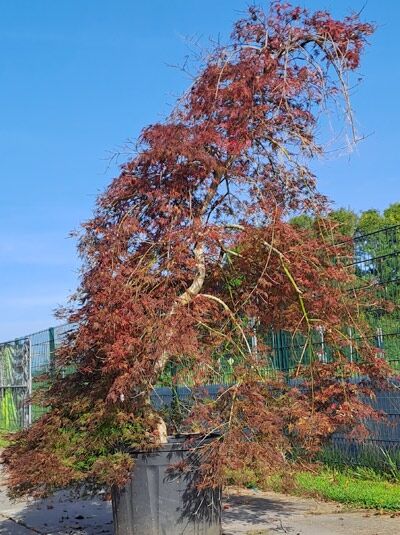 Fächerahorn / Japanischer Ahorn 200-250 cm (546728) / Acer palmatum 'Emerald Lace'