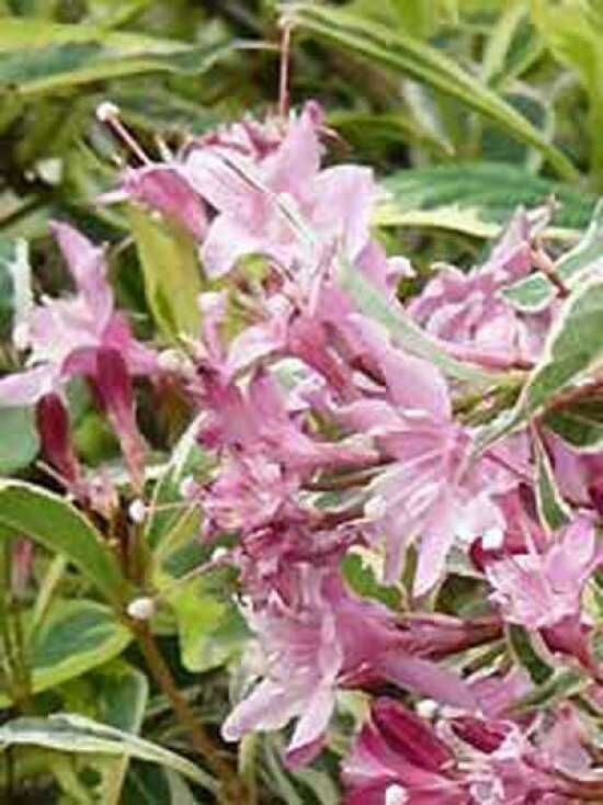 Liebliche Weigelie 'Nana Variegata' kaufen