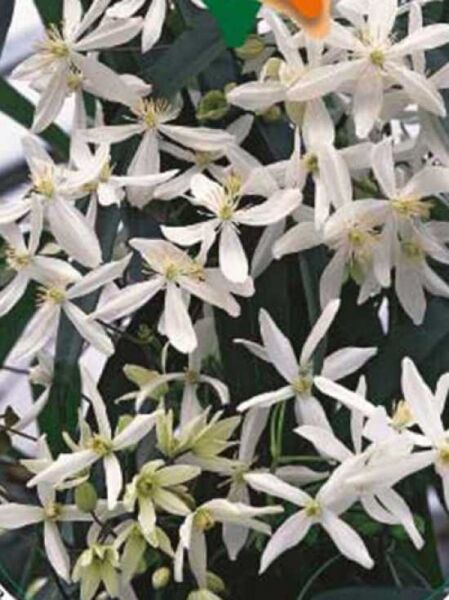 Immergrüne Waldrebe 'Snowdrift' / Clematis armandii 'Snowdrift'