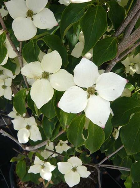 Japanischer Blumen-Hartriegel Cornus kousa 'Schmetterling' mit weißen Hochblättern, grünen Blättern und Zweigen am Strauch