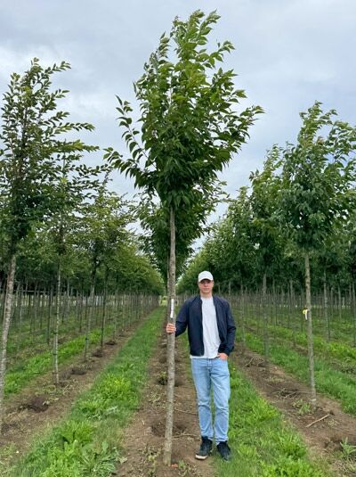 Prunus serrulata 'Sunset Boulevard' / Zierkirsche 'Sunset Boulevard' Hochstamm 14-16 StU, Baum mit Stamm und Krone im Feld.