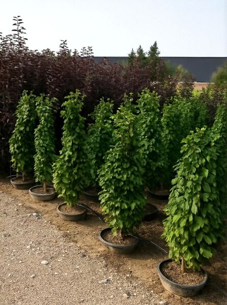 Säulen-Hainbuche Carpinus betulus 'Fastigiata Monument' 125-150 cm C20 im Container, schmaler aufrechter Wuchs, grüne Blätter.