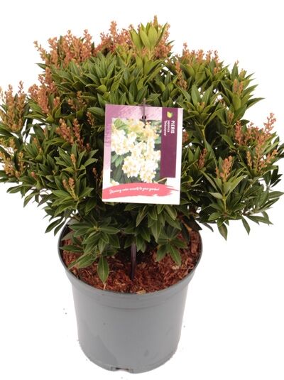 Japanische Lavendelheide 'Debutante' / Pieris japonica 'Debutante'