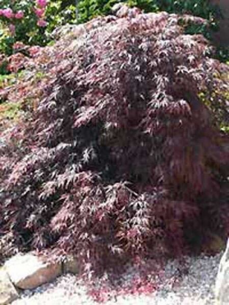 Acer palmatum 'Dissectum Garnet' / Dunkelroter Schlitz-Ahorn / Japanischer Ahorn