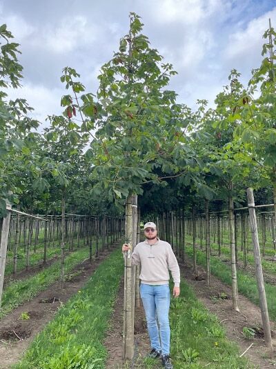 Gefülltblühende Rosskastanie (Aesculus hippocastanum 'Baumannii') Hochstamm 14-16 StU mit Drahtballierung im Feldbestand