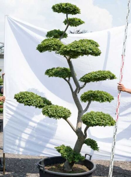 Garten-Bonsai (588) / Ulmus minor 'Jacqueline Hillier' H: 220 cm B: 140 cm