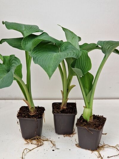 Blaublatt-Funkie, Herzblatt-Lilie 'Blue Angel' / Blaublatt-Funkie, Herzblatt-Lilie 'Blue Angel'