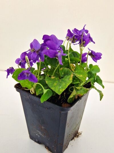 Viola odorata 'Königin Charlotte' – Duftveilchen 'Königin Charlotte' im Topf P9 mit violetten Blüten und grünen Blättern