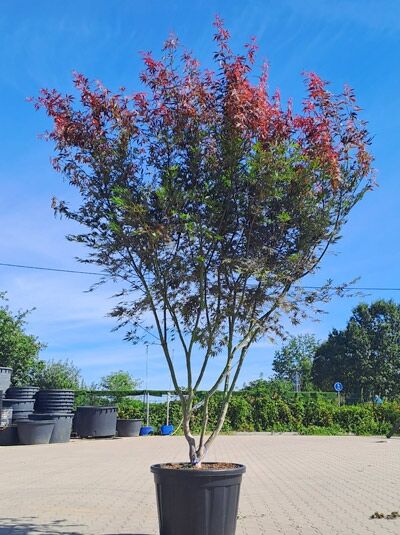 Japanischer Fächer-Ahorn 'Sumi-nagashi' 250-300 cm Schirmform / Acer palmatum 'Sumi-nagashi' (1577147)