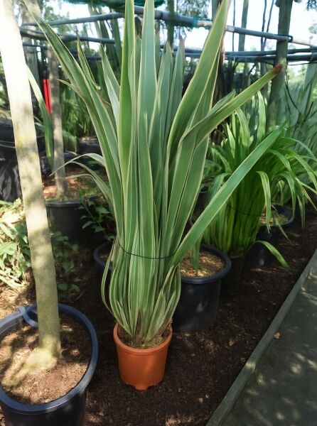 Phormium tenax 'Variegatum' / Weißbunter Neuseeländer-Flachs 'Variegatum' im Topf, aufrechter Horst mit grün-weiß gestreiften Blättern.