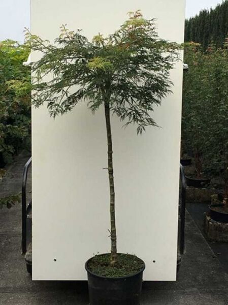 Acer palmatum 'Dissectum Viridis' auf Stamm / Japanischer Schlitzahorn / Grüner Schlitzahorn