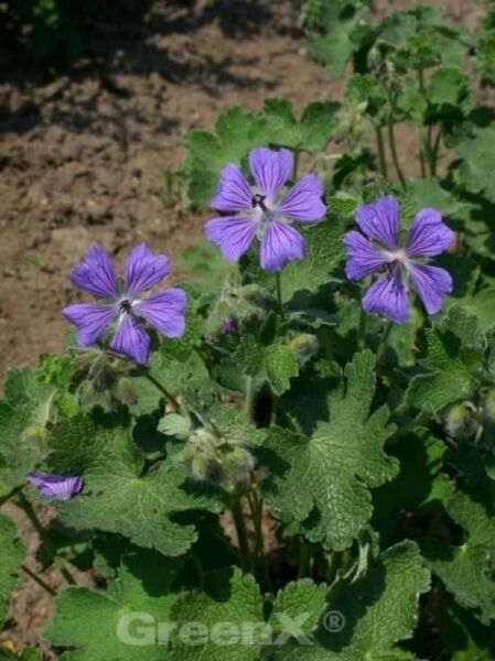 Geranium renardii 'Philippe Vapelle' (Garten-Storchschnabel) mit violetten Blüten und geaderten Blütenblättern, grünes Laub.