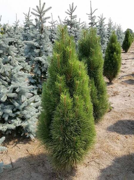 Pinus nigra 'Green Tower' / Säulen-Schwarzkiefer