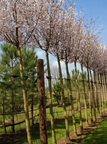 Prunus x hillieri 'Spire' / Zierkirsche 'Spire' Hochstamm mit rosa Blüten, Reihe mehrstämmiger Bäume im Freiland.