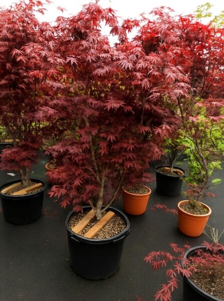 Japanischer Blut-Ahorn (Acer palmatum 'Bloodgood') 175–200 cm, mehrstämmig im Topf C50, rotes Laub
