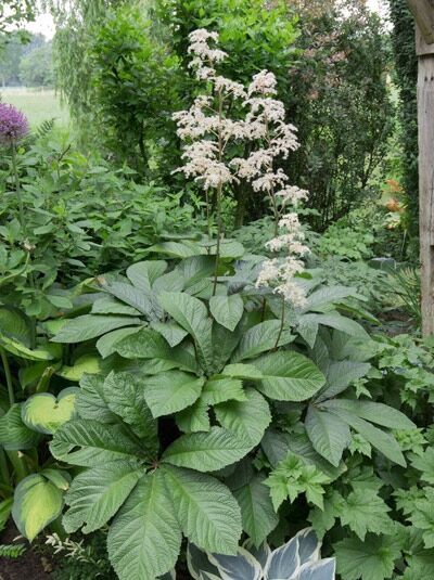 Kastanienblättriges Schaublatt / Kastanienblättriges Schaublatt
