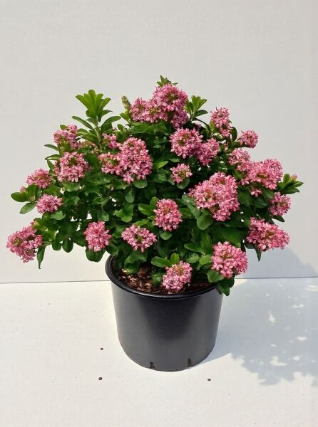 Andenstrauch Escallonia 'Pink Elle' 50-60 cm C20 im Topf, kompakter Strauch mit grünem Laub und rosa Blütenständen.