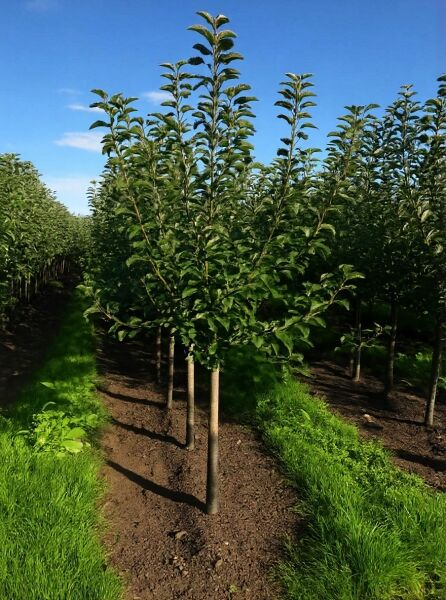 Apfel ‘Elstar’ (Malus domestica ‘Elstar’) Halbstamm 14–16 StU mit durchgehendem Leittrieb und grünem Laub in der Baumschule.