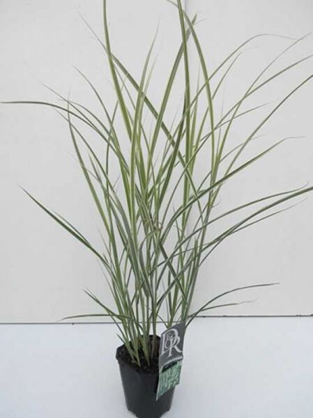 Miscanthus sinensis 'Variegatus' – Weißbuntes Chinaschilf 'Variegatus' C2 im Topf, aufrechter Horst mit schmalen, panaschierten Blättern