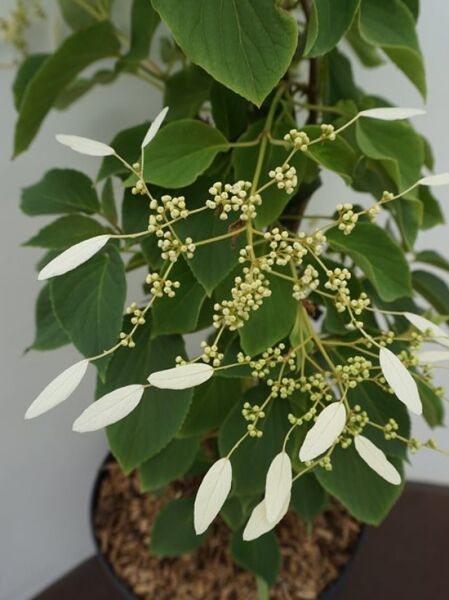 Spalt-Hortensie 'Windmills' / Schizophragma integrifolium 'Windmills'