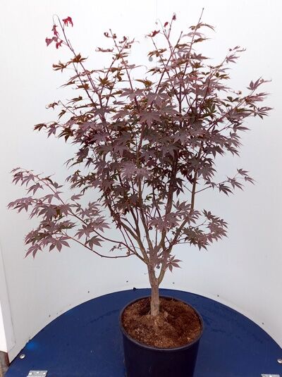 Acer palmatum 'Fireglow' (Roter Fächer-Ahorn) 125-150 cm C25 im Topf, mehrstämmig, mit dunkelroten, fächerförmigen Blättern.