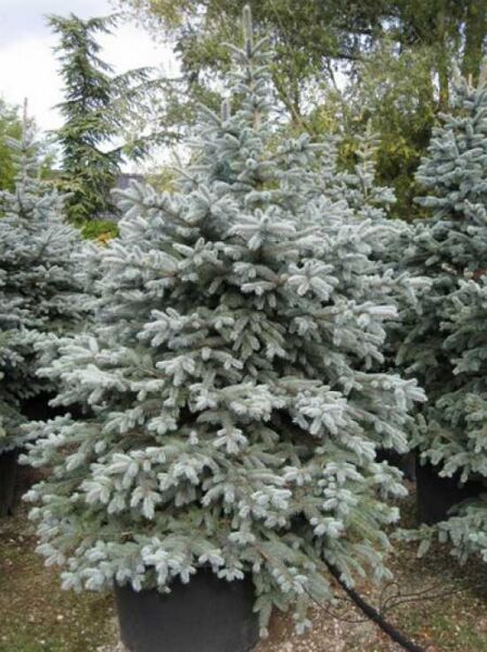 Picea pungens 'Fat Albert' / Blaue Stech-Fichte 'Fat Albert', blaugrüne Nadeln, 200-250 cm, C110 im Container