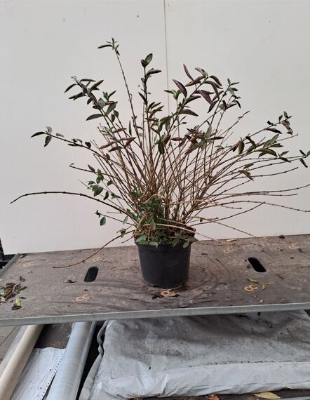 Ligustrum vulgare 'Lodense' / Zwerg-Liguster 'Lodense' 60-80 cm C4, mehrtriebiger Strauch im Topf mit schmalen grünen Blättern