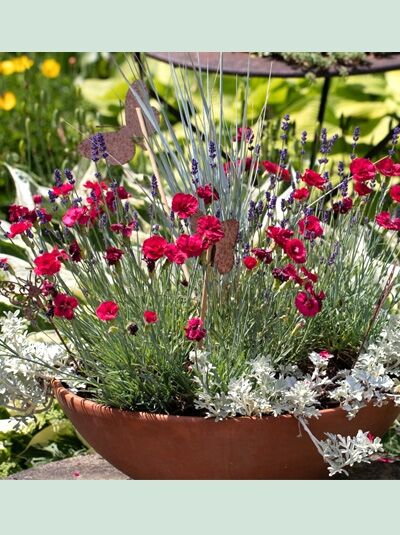 Feder-Nelke 'Munot' / Dianthus plumarius 'Munot'