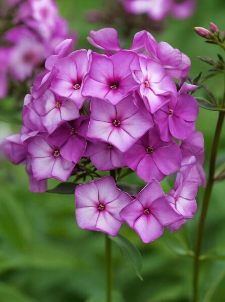 Hohe Flammenblume (Phlox paniculata) 'Sweet Summer Fantasy®' mit dichten, violett-rosa Blütenständen in Nahaufnahme