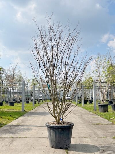 Kreppmyrte / Kräuselmyrte 'Purple Star' mehrstämmig / Lagerstroemia indica 'Purple Star' (876155)