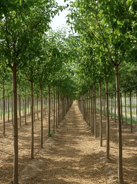 Pyrus communis 'Concorde' / Birne 'Concorde' Hochstamm 18-20 StU mit Drahtballen, Reihe junger Bäume mit grüner Krone.