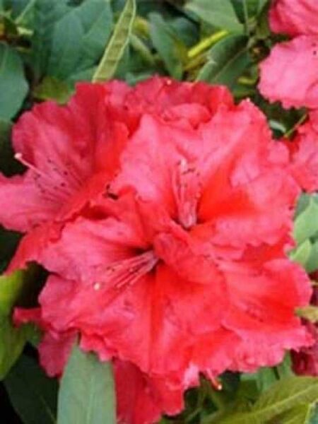 Rhododendron 'Red Jack' / Rhododendron Hybride 'Red Jack'