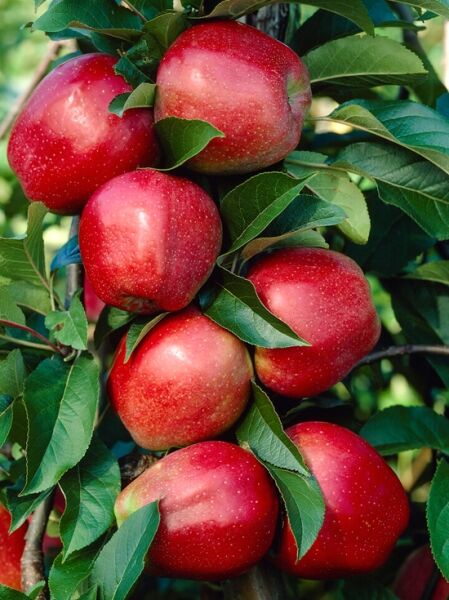 Apfel 'Gloster' / Malus domestica 'Gloster'