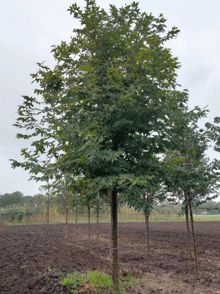 Platanus orientalis 'Digitata' / Schlitzblättrige Orientalische Platane 'Digitata', Hochstamm 35-40 StU, mit durchläubter Krone
