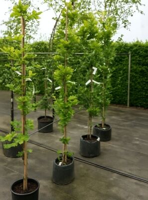 Sulen-Buche 'Gold' - Fagus sylvatica 'Dawyck Gold' - Baumschule NewGarden