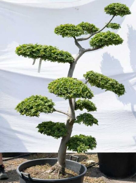 Garten-Bonsai (598) / Ulmus minor 'Jacqueline Hillier' H: 230 cm B: 160 cm