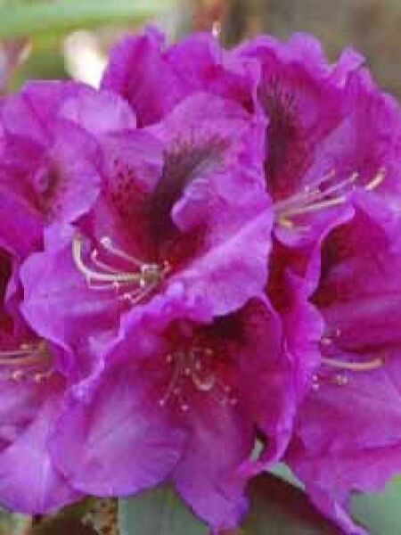 Rhododendron Hybride 'Purple Splendor' / Rhododendron 'Purple Splendor'
