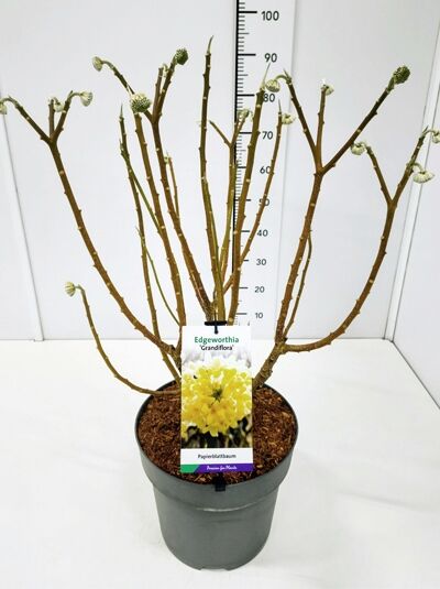 Japanischer Papierbusch 'Grandiflora' / Edgeworthia chrysantha 'Grandiflora'