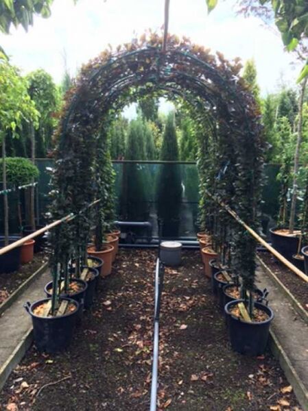 Blut-Buche 'Bogen' / Fagus sylvatica 'Purpurea Bogen' H 225 cm x B 125 cm