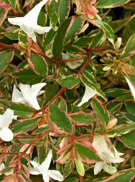 Abelia grandiflora 'Conti' mit weiß-rosa Blüten und grün-weiß-rosa panaschierten Blättern, Großblumige Abelie.